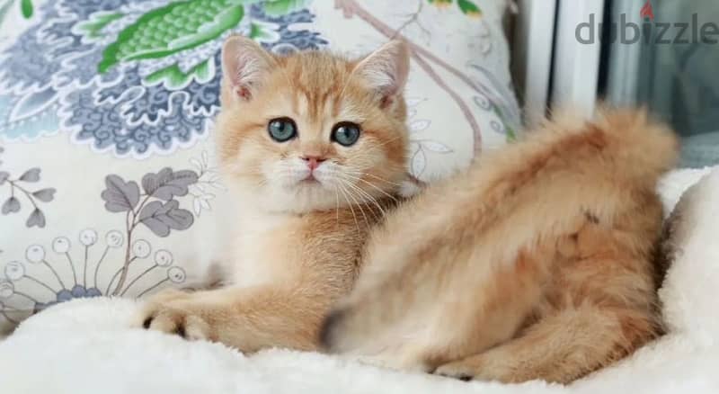 British kitten golden chinchilla boy from Russia 7