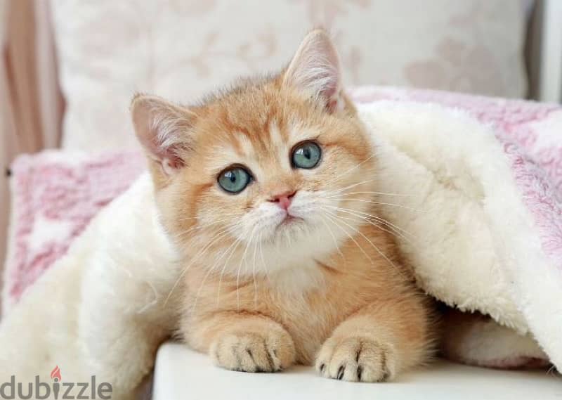 British kitten golden chinchilla boy from Russia 8