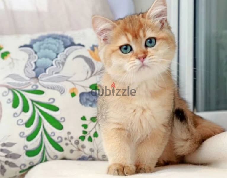 British kitten golden chinchilla boy from Russia 9