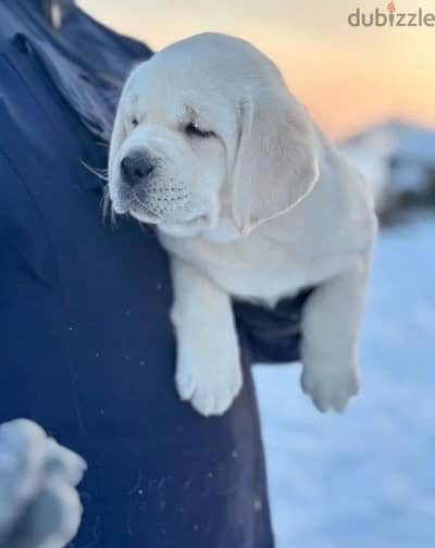 Labrador retriever puppies from Russia