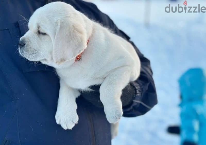 Labrador retriever puppies from Russia 2