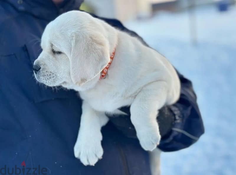 Labrador retriever puppies from Russia 3