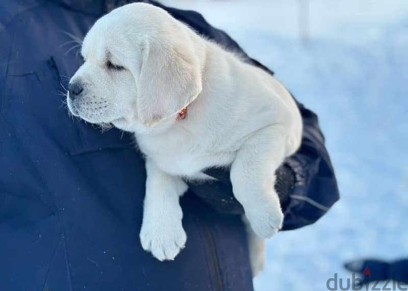 Labrador retriever puppies from Russia 4