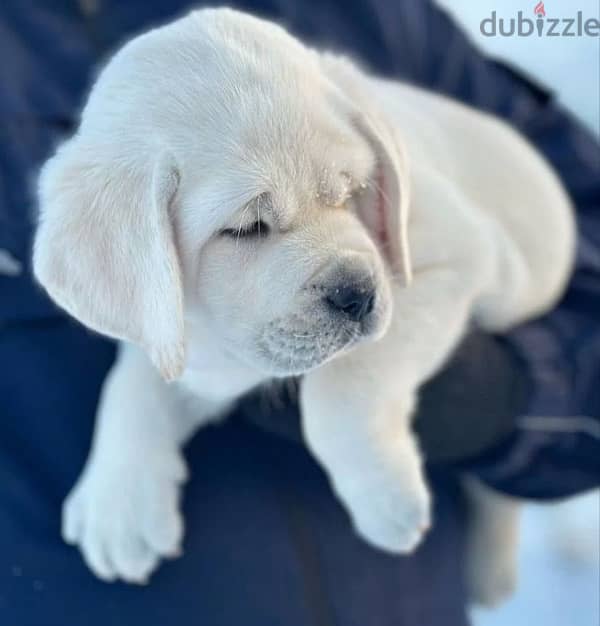 Labrador retriever puppies from Russia 1