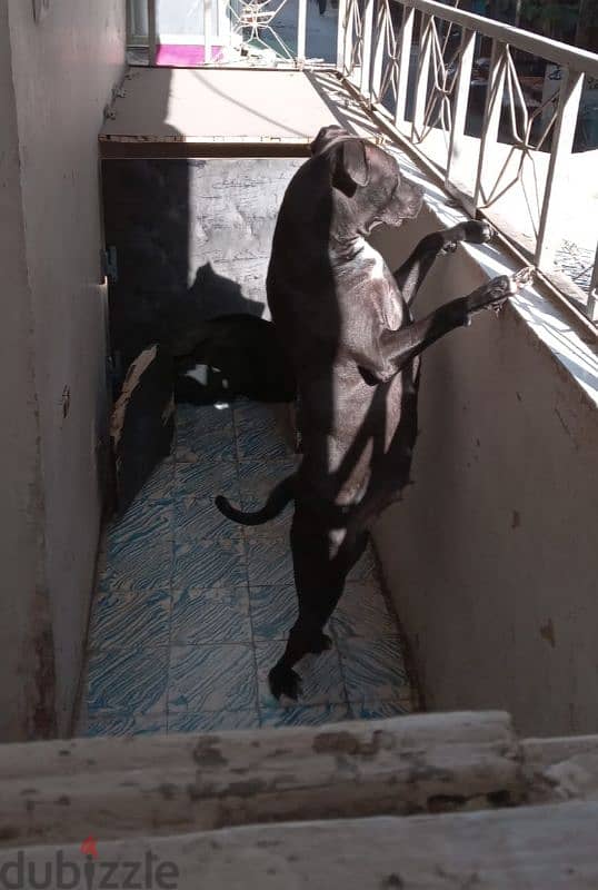 بنت اميريكان بيتبول تيرير للجواز female APBT For Mating 2