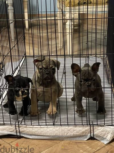 فرنش بولدوج  french bulldog