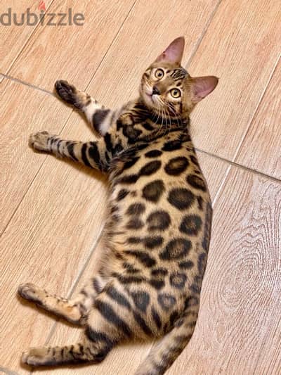 Pure Bengal male kitten 80 days بنغال