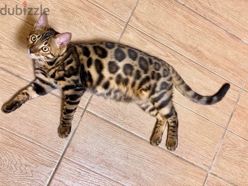 Pure Bengal male kitten 80 days بنغال 1