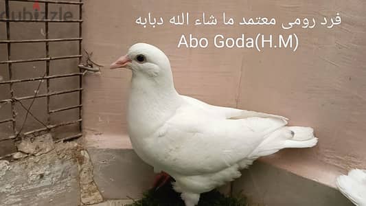 حمام رومى ابيض