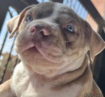 Colored eyes Puppy rednose