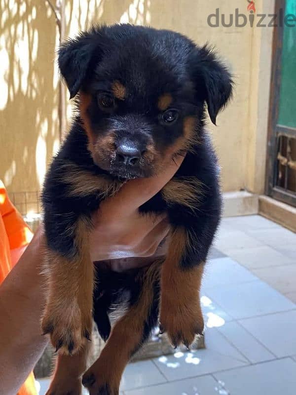 Rottweiler puppies 0