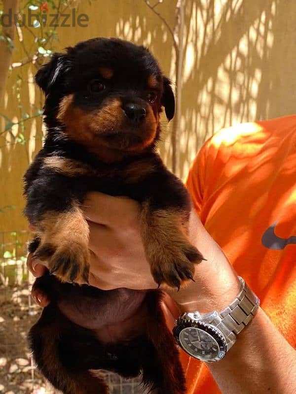 Rottweiler puppies 1