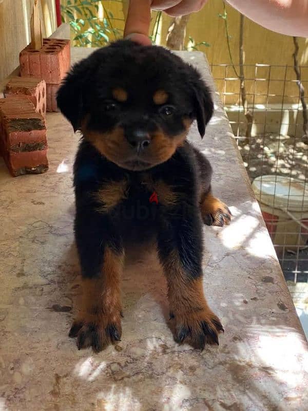 Rottweiler puppies 2