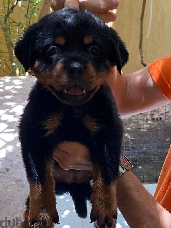 Rottweiler puppies 3