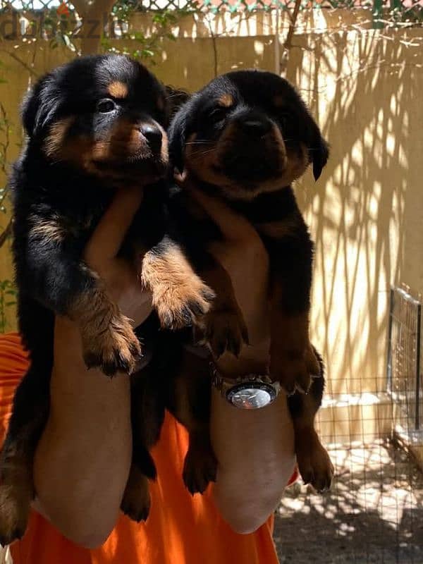 Rottweiler puppies 4