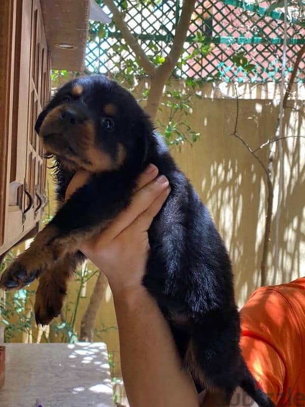 Rottweiler puppies 5