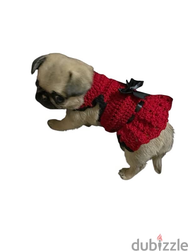 Lovely PUG بنوته بج 0