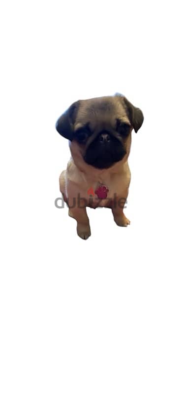 Lovely PUG بنوته بج 1