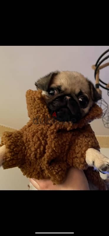 Lovely PUG بنوته بج 2