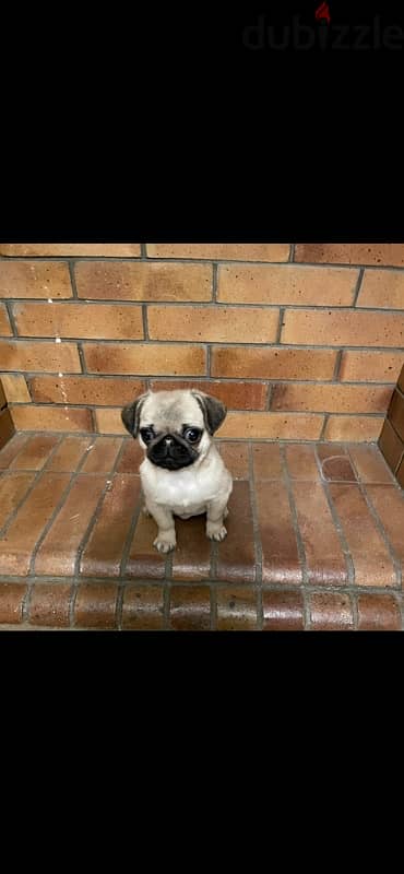 Lovely PUG بنوته بج 3