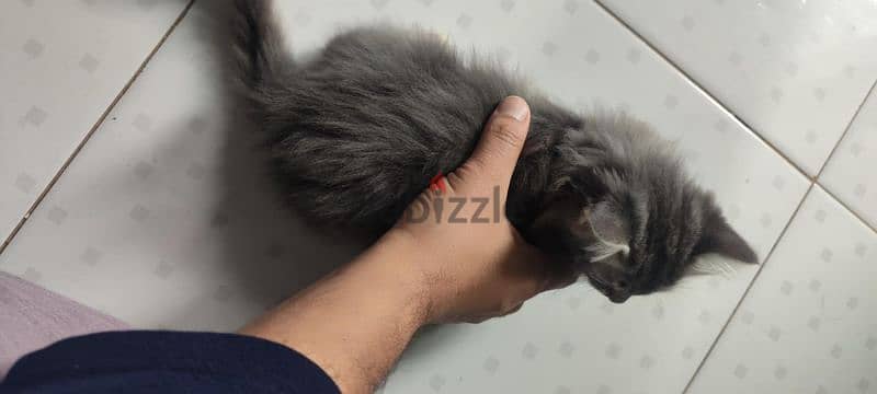 kitty بعمر شهرين 3