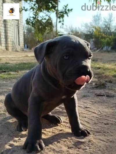 Cane Corso