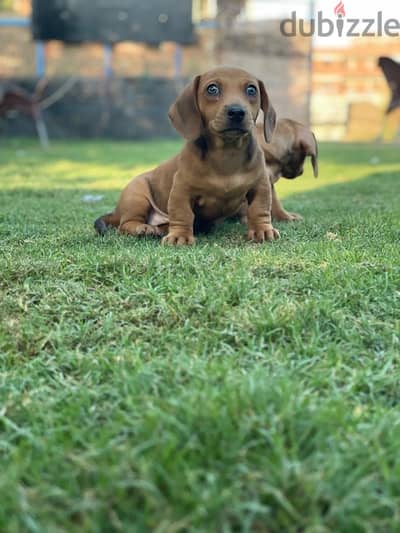 Dachshund داتش هاوند داتشهاوند