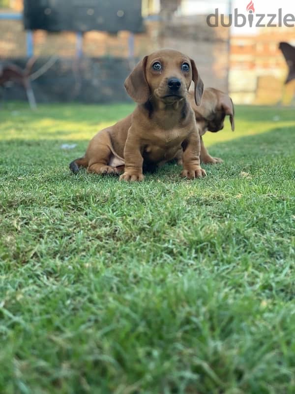 Dachshund داتش هاوند داتشهاوند 0