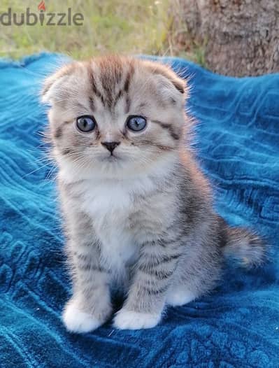 scottish fold golden tappy short hair