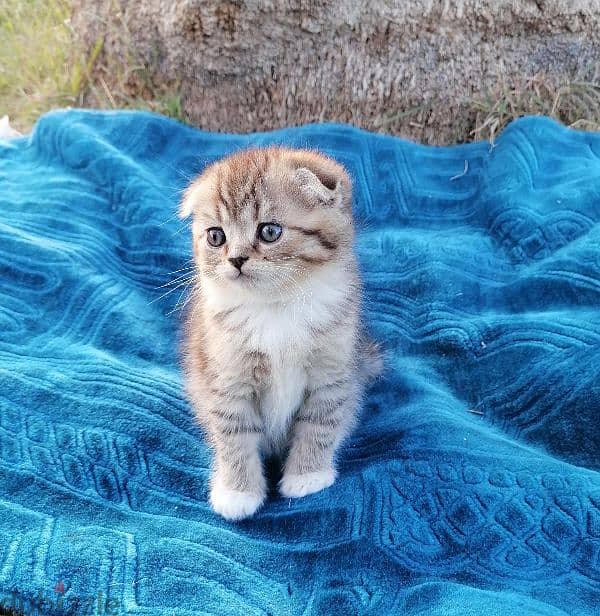 scottish fold golden tappy short hair 1