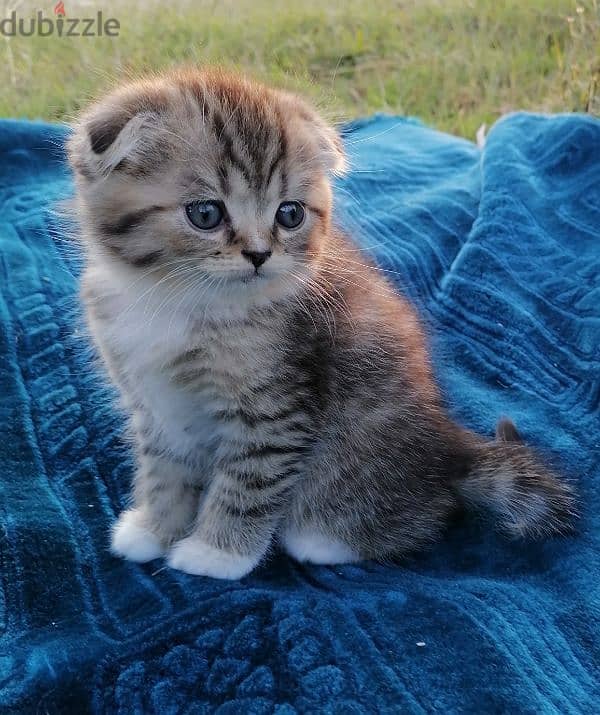 scottish fold golden tappy short hair 2