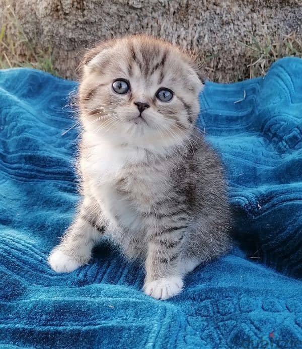 scottish fold golden tappy short hair 3