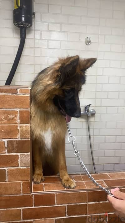 german shepherd  /جيرمن شيبارد