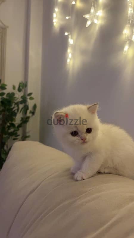 British shorthair Ay1233 3