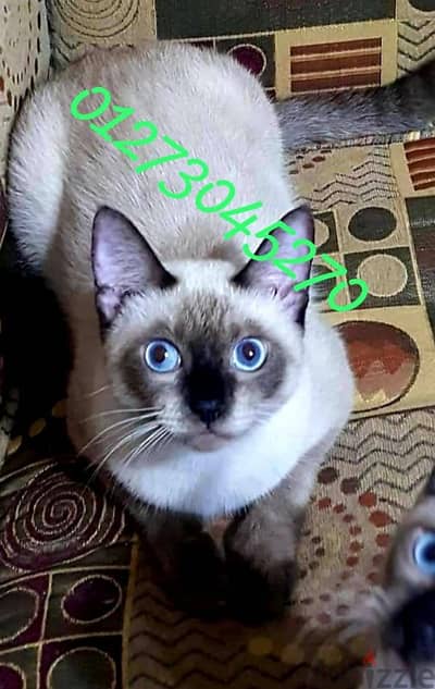 سيامي بيور سيامى قط siamese kitten male