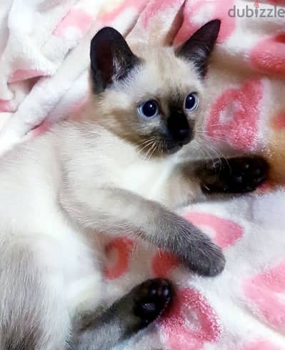 سيامي سيامى siamese kittens seal point