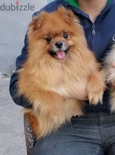 Pomeranian female بومرينيان