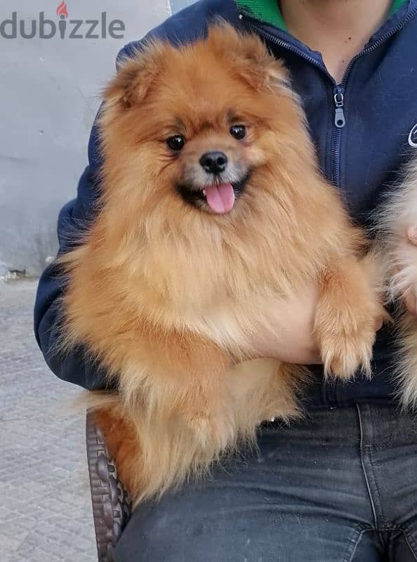 Pomeranian female بومرينيان 0