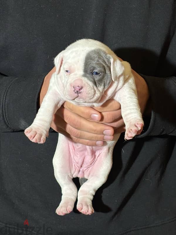 American bully 1