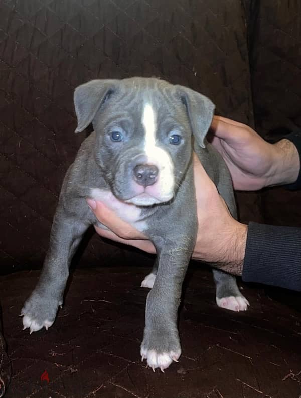 American bully 2