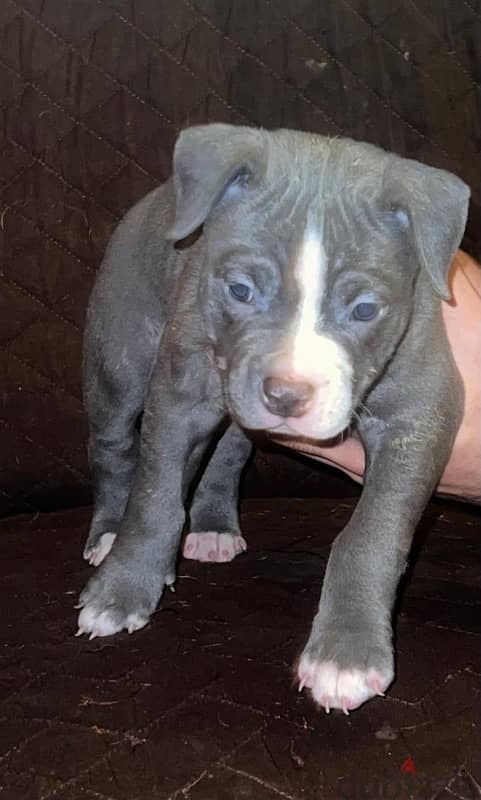 American bully 3