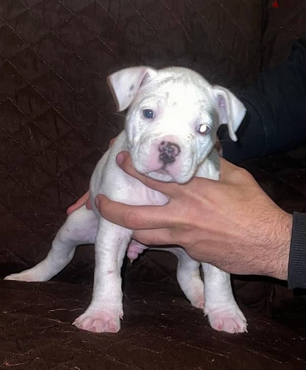 American bully 4