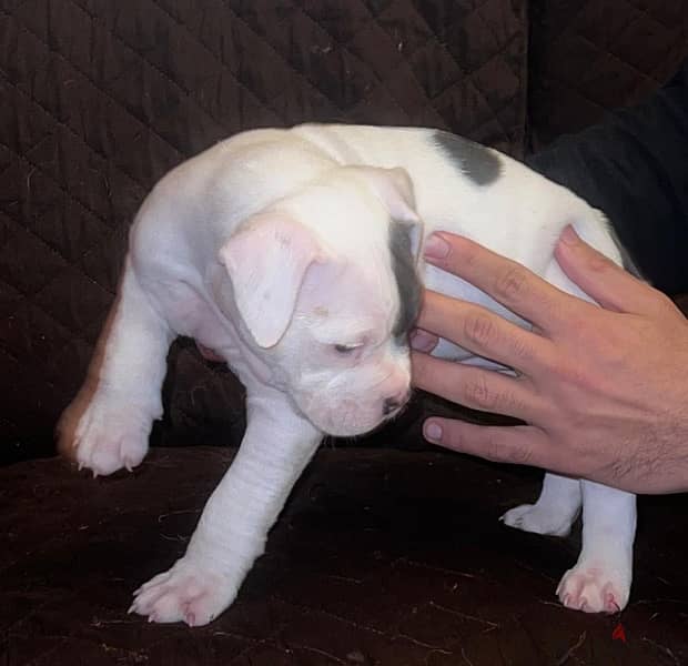 American bully 5