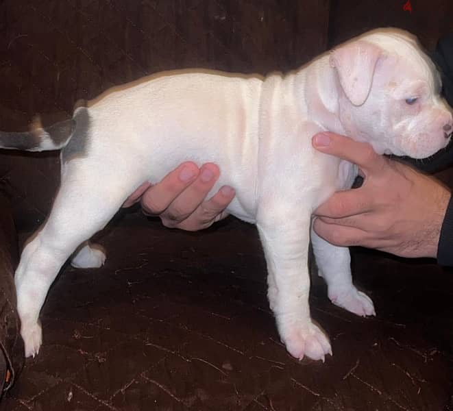 American bully 6