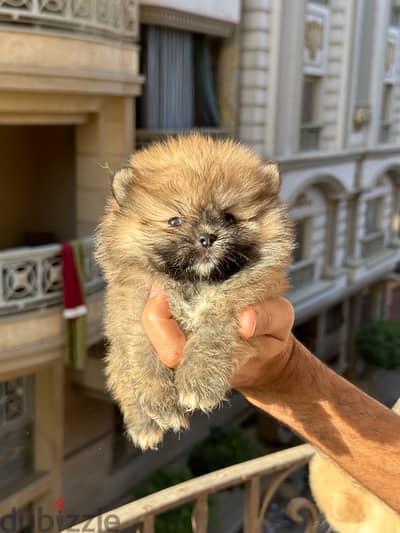 Pomeranian بومرينيان بومرينين