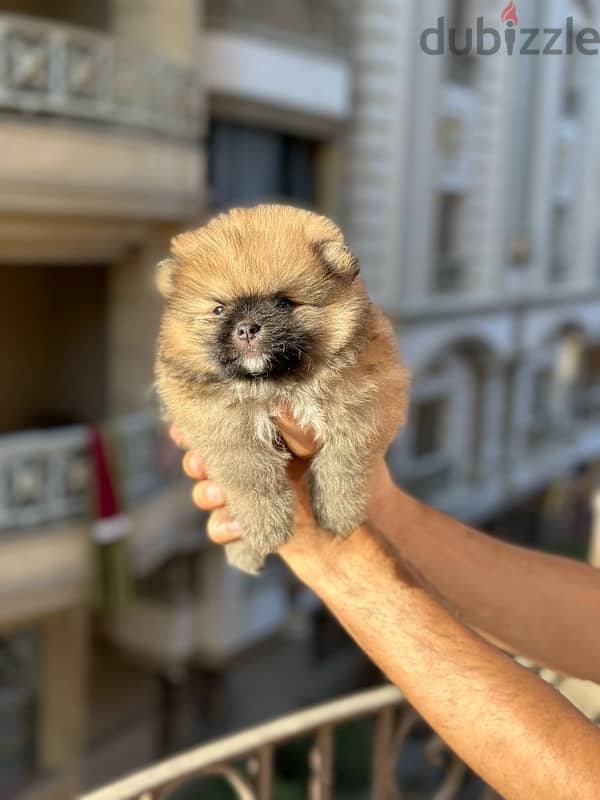 Pomeranian بومرينيان بومرينين 1