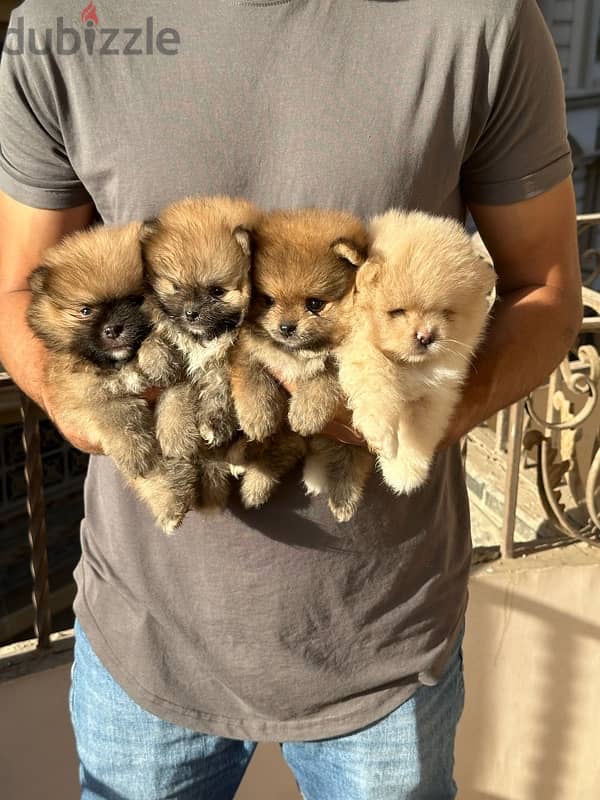 Pomeranian بومرينيان بومرينين 2