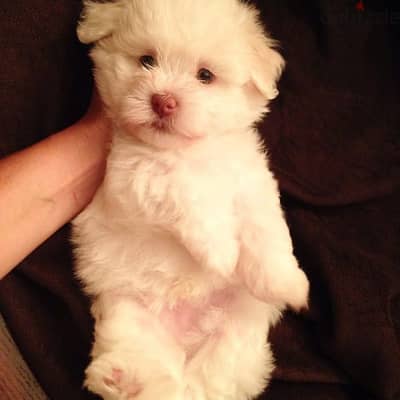 Havanese Puppies