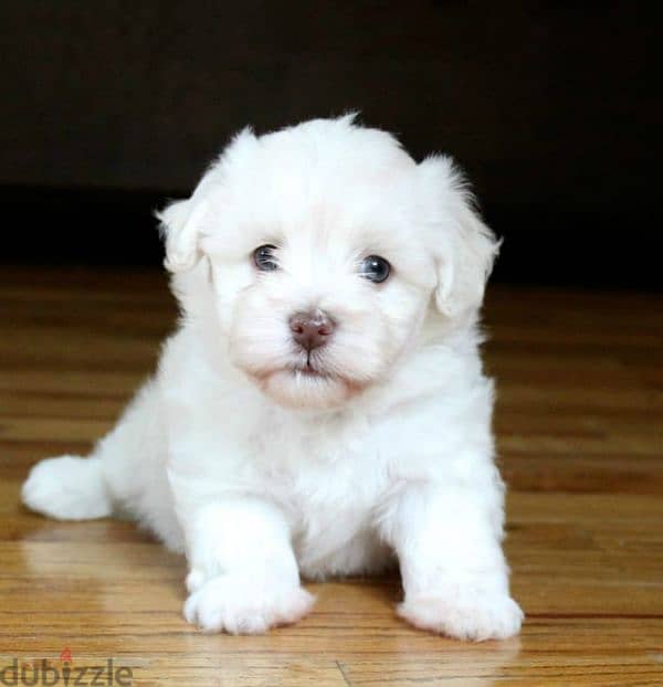 Havanese Puppies 2