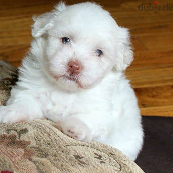 Havanese Puppies 3